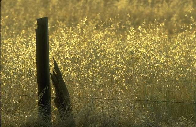 Campo de trigo
